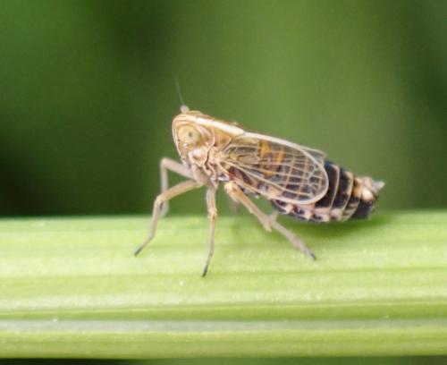 Megadelphax sordidulus